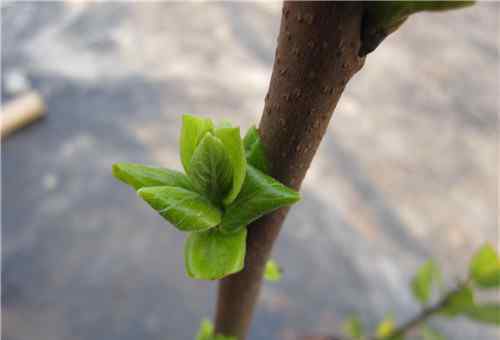 树苗种植 树苗种植要怎么弄呀 现在种植哪些树苗养得快