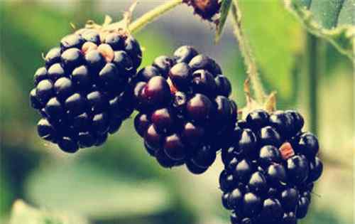 黑莓的功效与作用禁忌 黑莓水果的4大功效与作用禁忌介绍！和桑葚有什么区别？（附详细吃法）