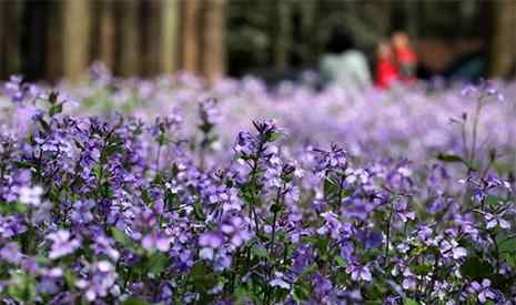 郁金香花期多久 2019杭州太子湾郁金香开花时间