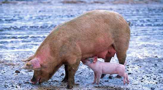 日不发情母猪方法 母猪养殖技术：发情一般几天？有哪些症状？不发情怎么办？