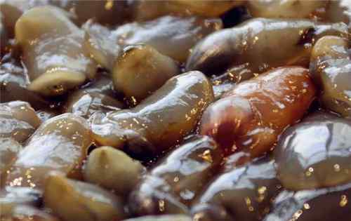泥螺有寄生虫吗 水产泥螺市场价格多少钱一斤？有寄生虫吗？功效与作用有哪些？主要吃法有这三种！