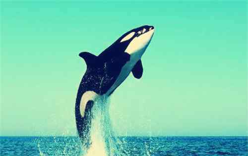 虎鲸的图片 【图片】全世界鲸鱼一共有多少个种类？附鲸鱼种类大全