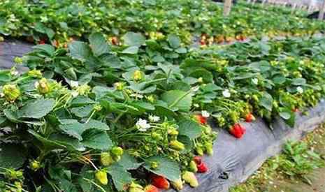 草莓几月份种植 昆明冬草莓采摘地推荐 冬草莓几月份可以采摘
