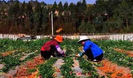 草莓几月份种植 昆明冬草莓采摘地推荐 冬草莓几月份可以采摘