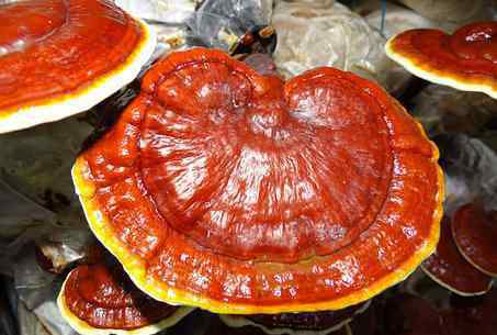 灵芝泡水喝的功效 “神奇的东方蘑菇”灵芝泡水喝有哪些好处?一次泡多少合适?和这几类食物一起泡最好!
