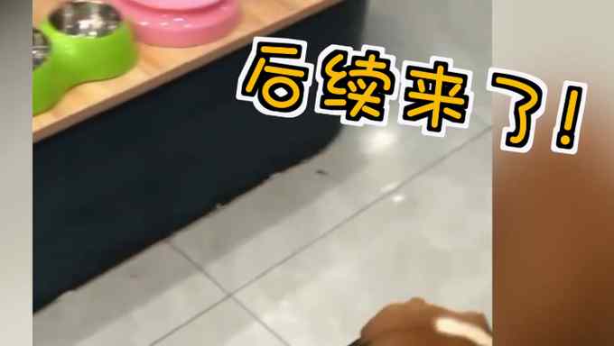 停车压扁狗狗饭碗主人迫于“压力”赔碗  新碗被网友笑称“真会挑”