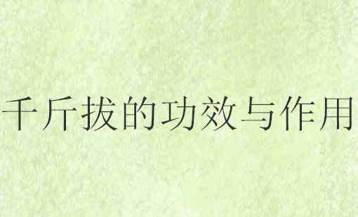 千根拨的功效 “钻地风”千斤拔的功效与作用有哪些？如何进行药膳搭配？（附用法及用量）