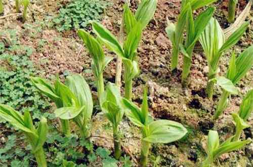 白芨种子批发 【种植知识要点】现在白芨种苗价格多少钱一株？种植是一年一收吗？