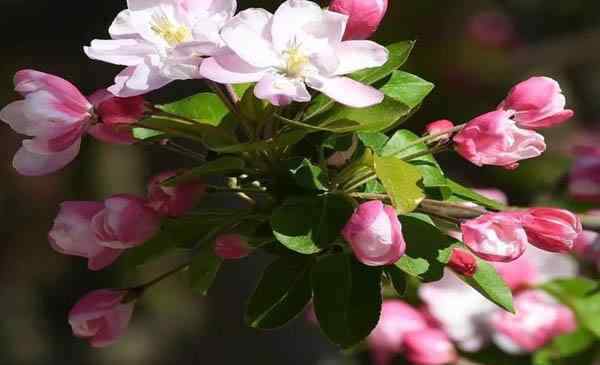 海棠花几月开花 北京海棠花什么时候开 北京海棠花哪里看