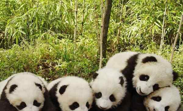 碧峰峡旅游攻略 中国大熊猫保护研究中心雅安碧峰峡基地攻略