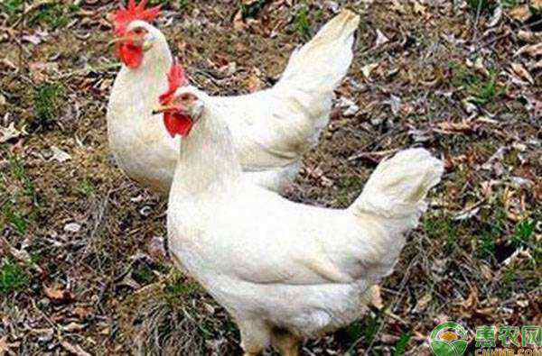 鸡肉价格今日价 今日鸡肉价格多少钱一斤？临近元旦春节，鸡肉价格走势是涨是跌？