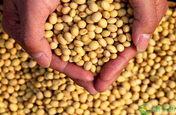 专家预测大豆走势分析 2020年春节前后全国大豆价格行情预测及分析