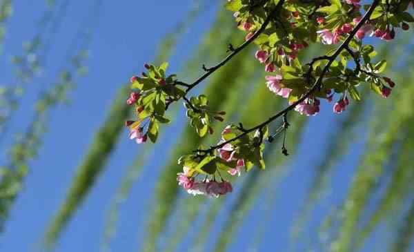 海棠花几月开花 北京海棠花什么时候开 北京海棠花哪里看