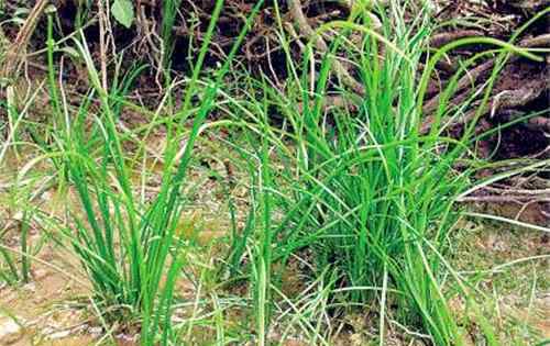 中华水韭 国家重点保护野生植物“中华水韭”一般多少钱一棵？主要有什么用途？