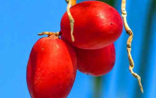 椰枣一天吃几个 椰枣的功效与作用禁忌有哪些？一天吃几个？和红枣哪个营养