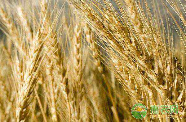 小麦多少钱一斤 2020小麦价格多少钱一斤？市场行情如何？