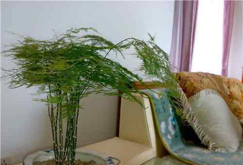 文竹的养殖方法 文竹的养殖方法是怎样的 文竹有什么功效