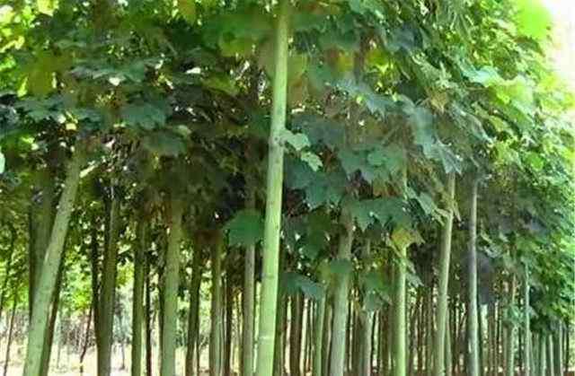 长得最快的杨树品种 农村在大量的砍伐杨树，用什么品种的树代替更合适呢？一起来看看