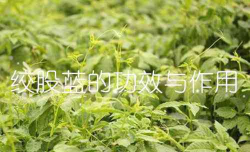 绞股蓝的功效与作用及食用方法 “南方人参”绞股蓝的六大功效与作用介绍！泡水喝还能减肥、治失眠？