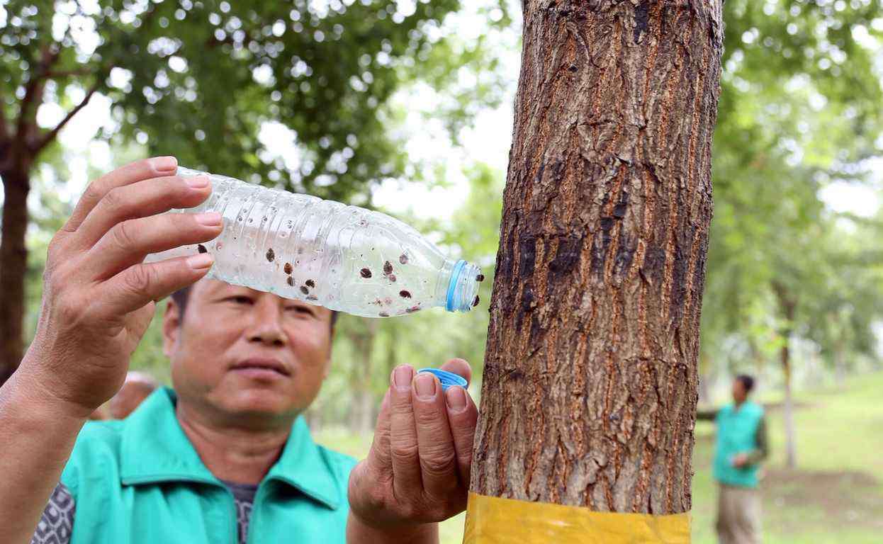 杨干象 北京三年放飞50亿只昆虫，只为干这个……