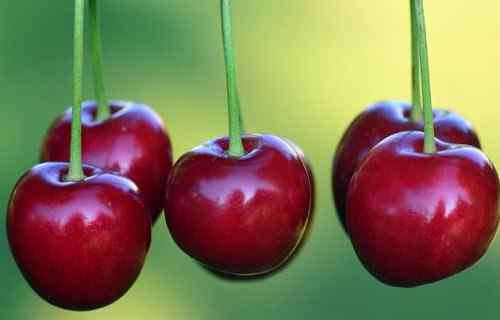 樱花结果是樱桃吗 樱桃的功效与作用禁忌有哪些？是什么季节的水果？是樱花的果实吗？