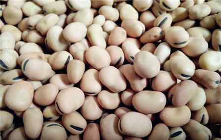 什么人不能吃蚕豆 蚕豆的种植方法有几种？吃蚕豆的好处和坏处？哪些人不能吃？