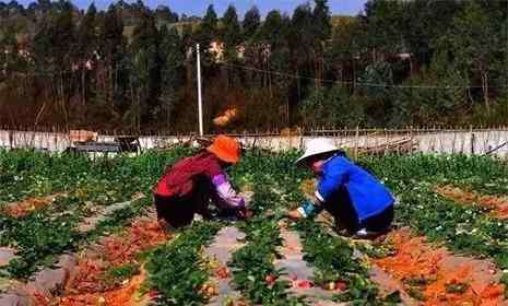 草莓几月份种植 昆明冬草莓采摘地推荐 冬草莓几月份可以采摘