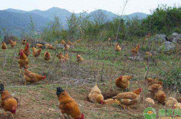 肉食鸡价格 今日肉食鸡价格多少钱一斤？未来肉鸡行情如何？