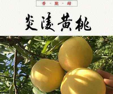 桃子产地 中国哪里产的桃子最好吃