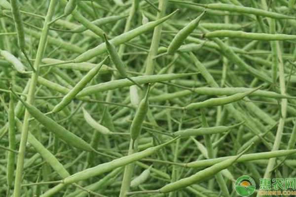 菜籽产地 菜籽多少钱一斤？菜籽产地最新价格及行情走势介绍