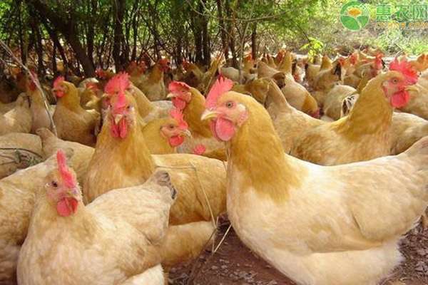散养鸡的养殖方法 散养鸡的养殖方法有哪些？