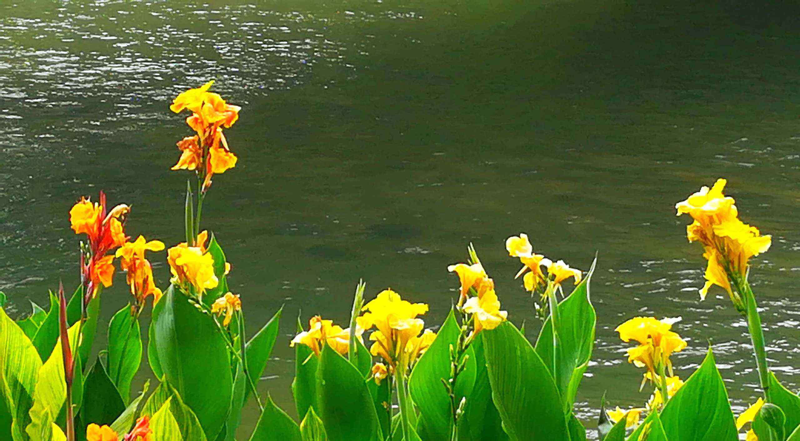 美人蕉花图片 《六月好风景，美人蕉花开》