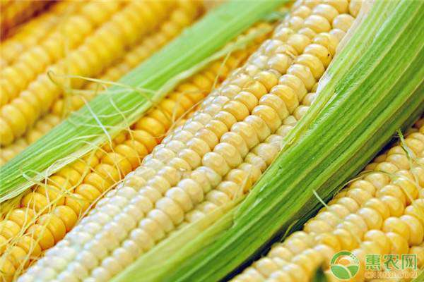 今日玉米价一斤多少钱 2020今日玉米价一斤多少钱？2020年玉米价格行情预测