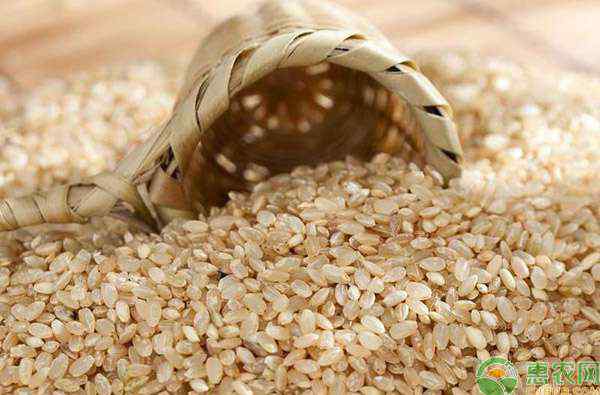 糙米是什么米 糙米是什么米？