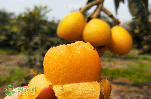 枇杷怎么吃 枇杷怎么吃？