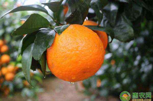 柑橘全年施肥时间表 柑橘树一年要施几次肥？