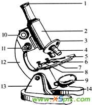 显微镜结构图 右图是显微镜结构图，读图回答：
