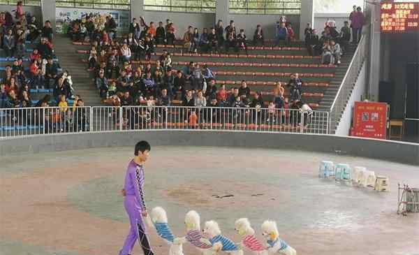 石家庄动物园门票多少钱 石家庄市动物园门票多少钱 海洋馆表演时间