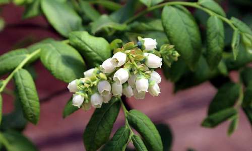 蓝莓树几年结果 蓝莓树苗几年结果?蓝莓开花结果时间