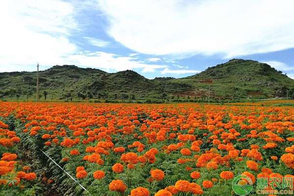 万寿菊种植 叶城县：发展万寿菊特色种植，让村民走上致富“阳关道”！