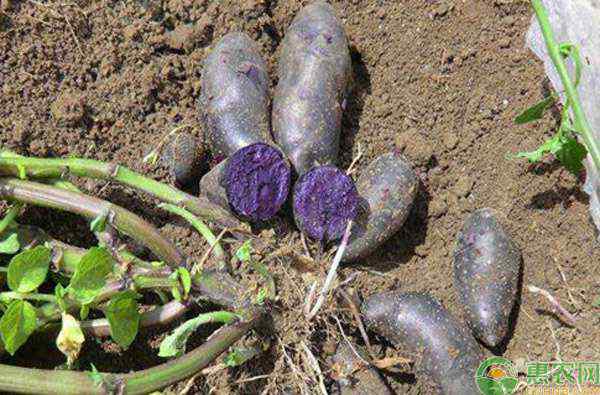 土豆怎么种 土豆怎么种植？
