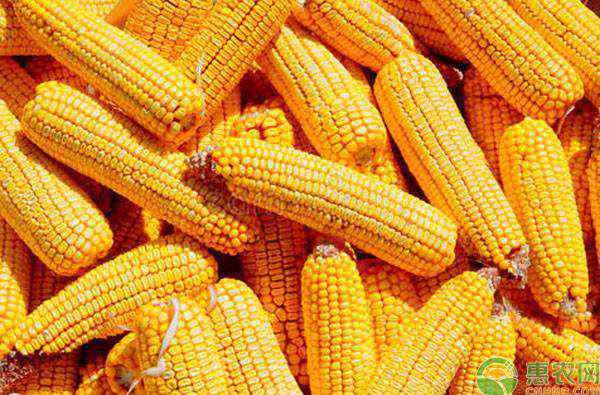 今日玉米价一斤多少钱 2020今日玉米价一斤多少钱？2020年玉米价格行情预测