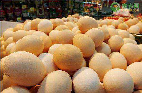 山东今日鸡蛋价格 今日鸡蛋价格最新行情如何？