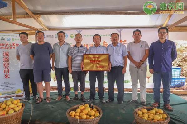 七仙洞 2020湖南泸溪黄桃消费扶贫采摘节开幕，各路短视频达人助力黄桃网销！
