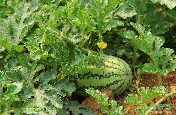 西瓜什么时候种植最好 西瓜什么时候种植好？西瓜种植方法有哪些？