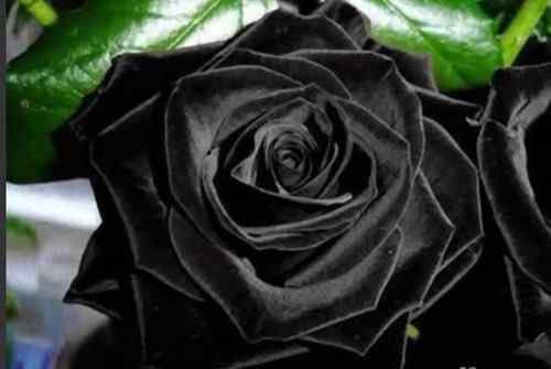 黑玫瑰花 黑玫瑰图片欣赏 黑玫瑰花语大全