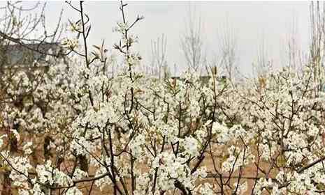 昌邑之窗 2019潍坊昌邑山阳梨花节4月6日开启