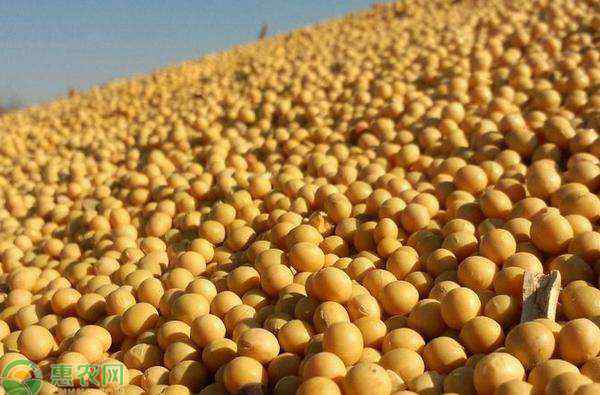 黄豆的价格 今日黄豆价格多少钱一斤？黄豆价格最新行情2020