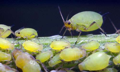 蚜虫的危害 丝瓜蚜虫的危害症状及防治办法