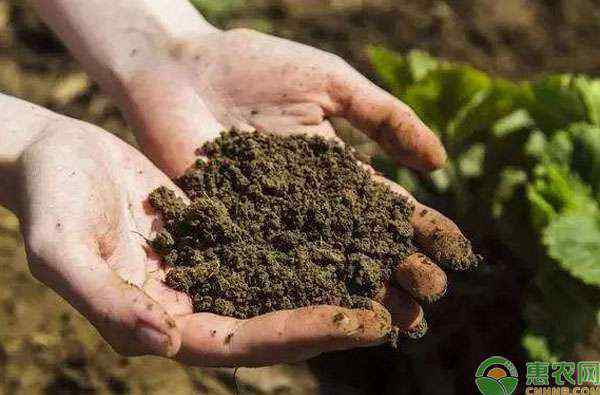 菌肥的作用与使用方法 菌肥的作用与使用方法是怎样的？